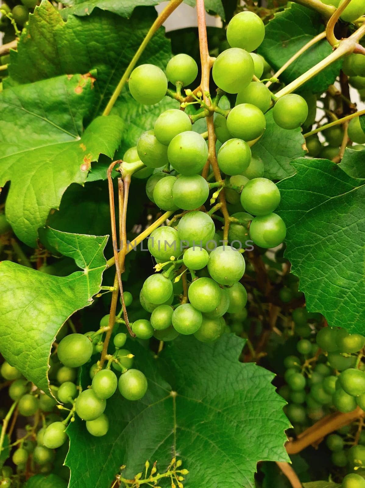 Green grapes branch and leaves. Selective focus.