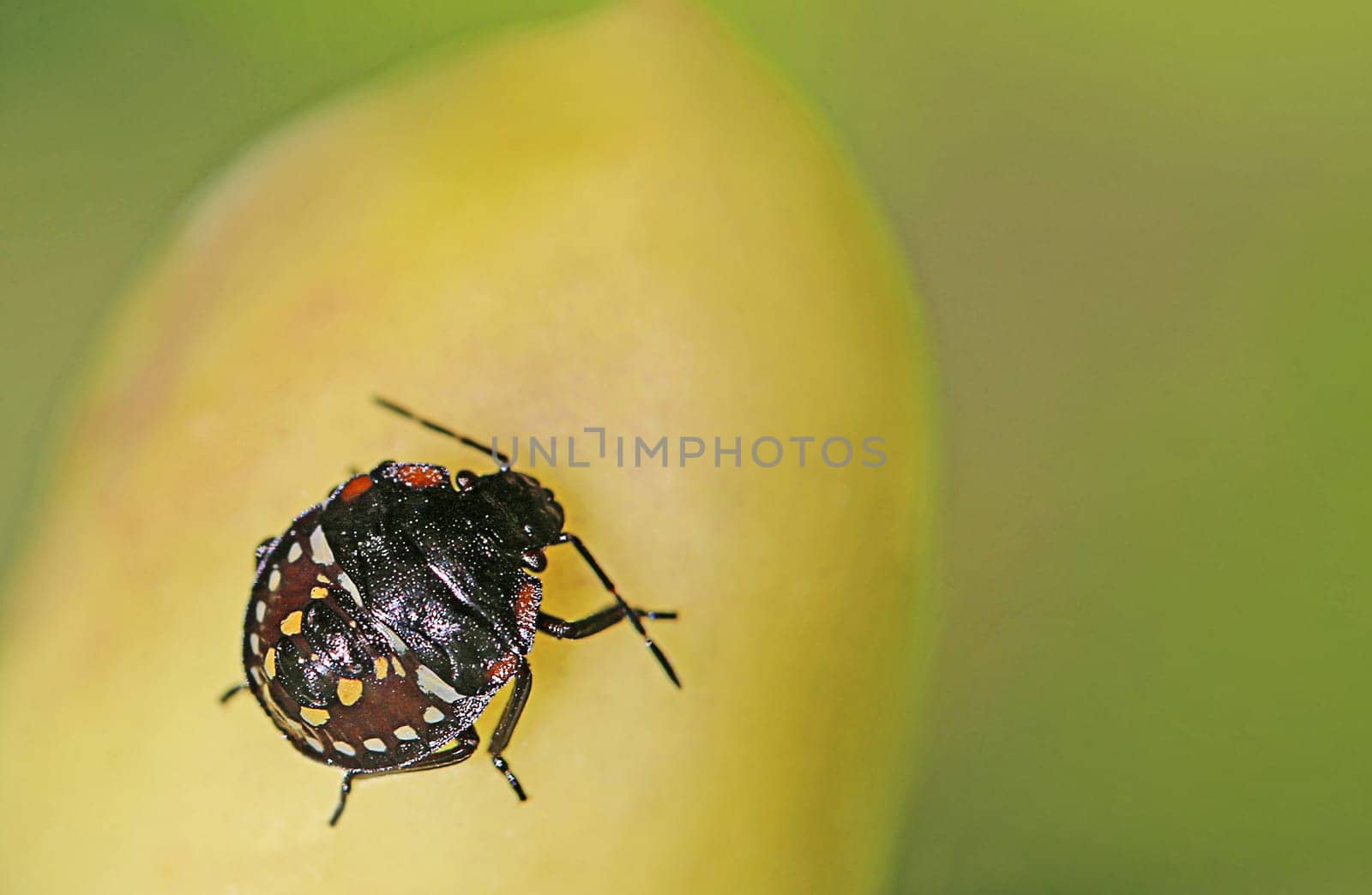 Nymph Green rice bug Nezara viridula