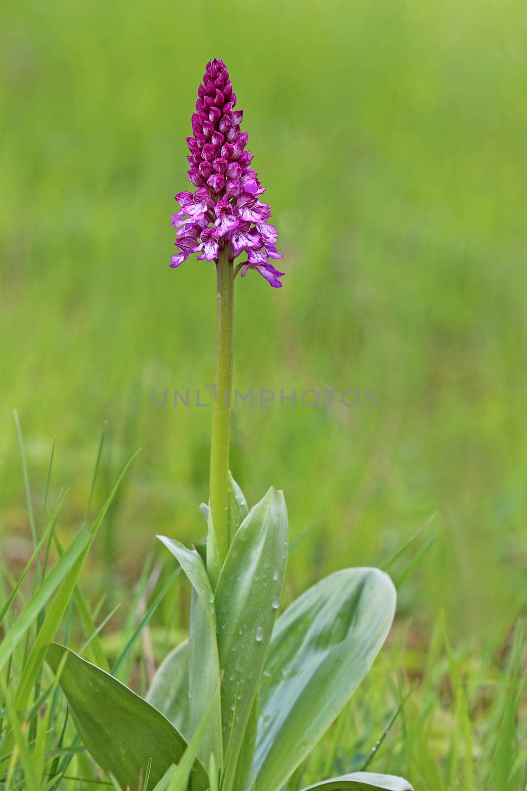 Flowering helmet orchid Orchis militaris from the Liliental near Ihringen in the Kaiserstuhl