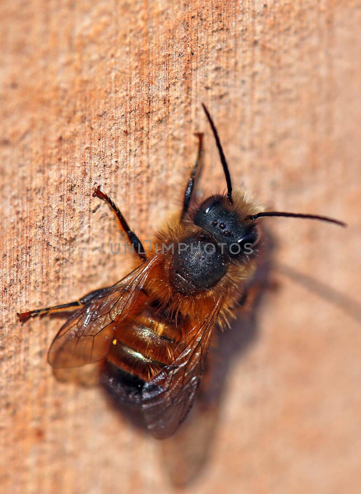 Macro Horned mason bee Osmia cornuta