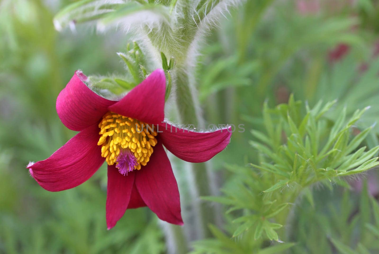 Flowering red-violet cuff Pulsatilla vulgaris