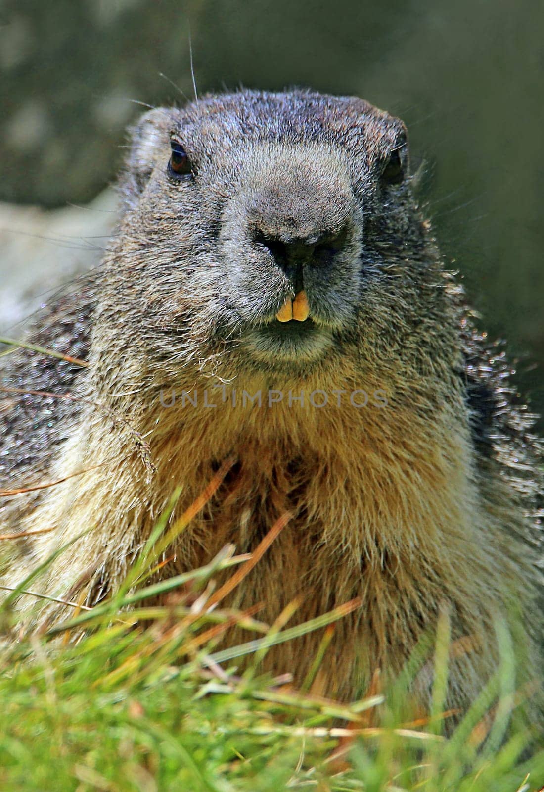 Close-up Marmota marmota