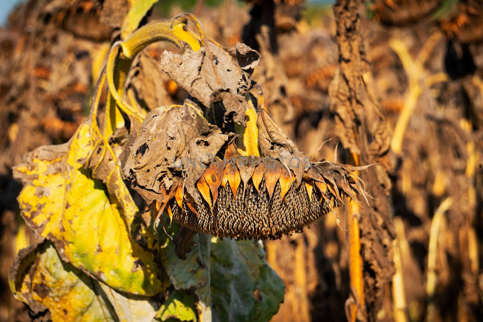 Drought Sunflower Field, dry climate destroys the harvest