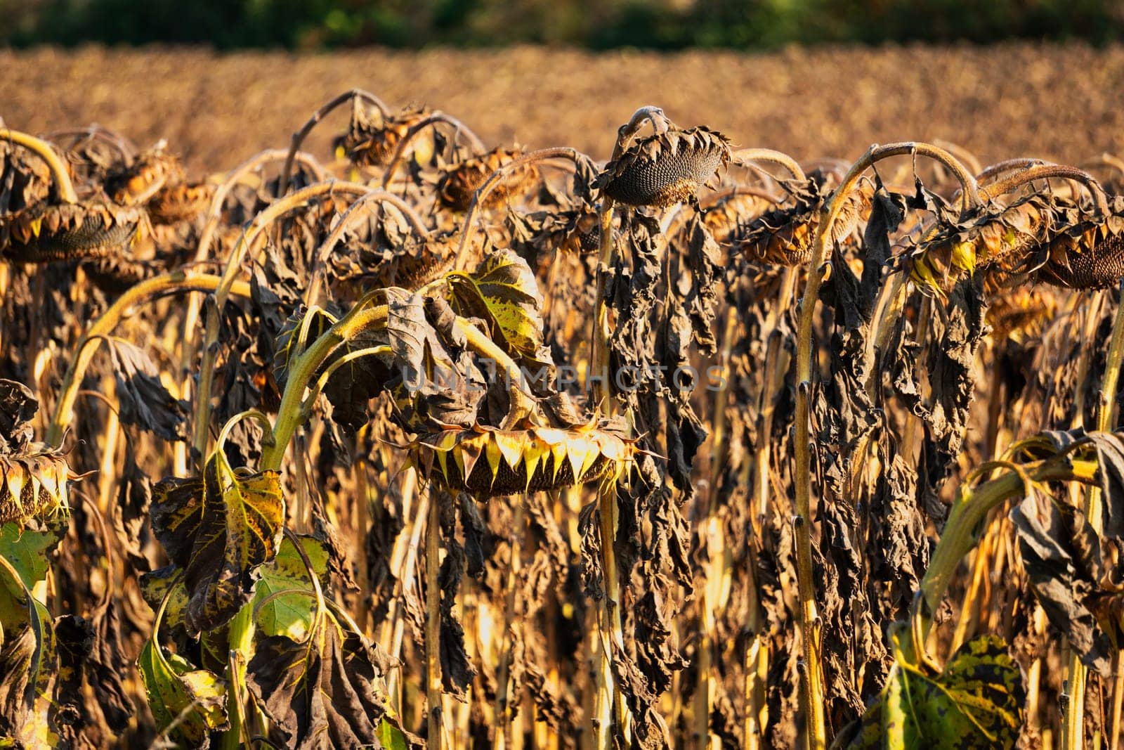 Drought Sunflower Field, dry climate destroys the harvest
