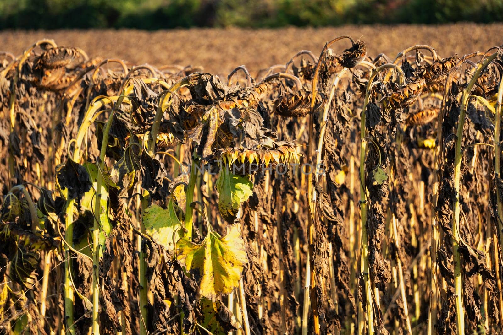Drought Sunflower Field, dry climate destroys the harvest