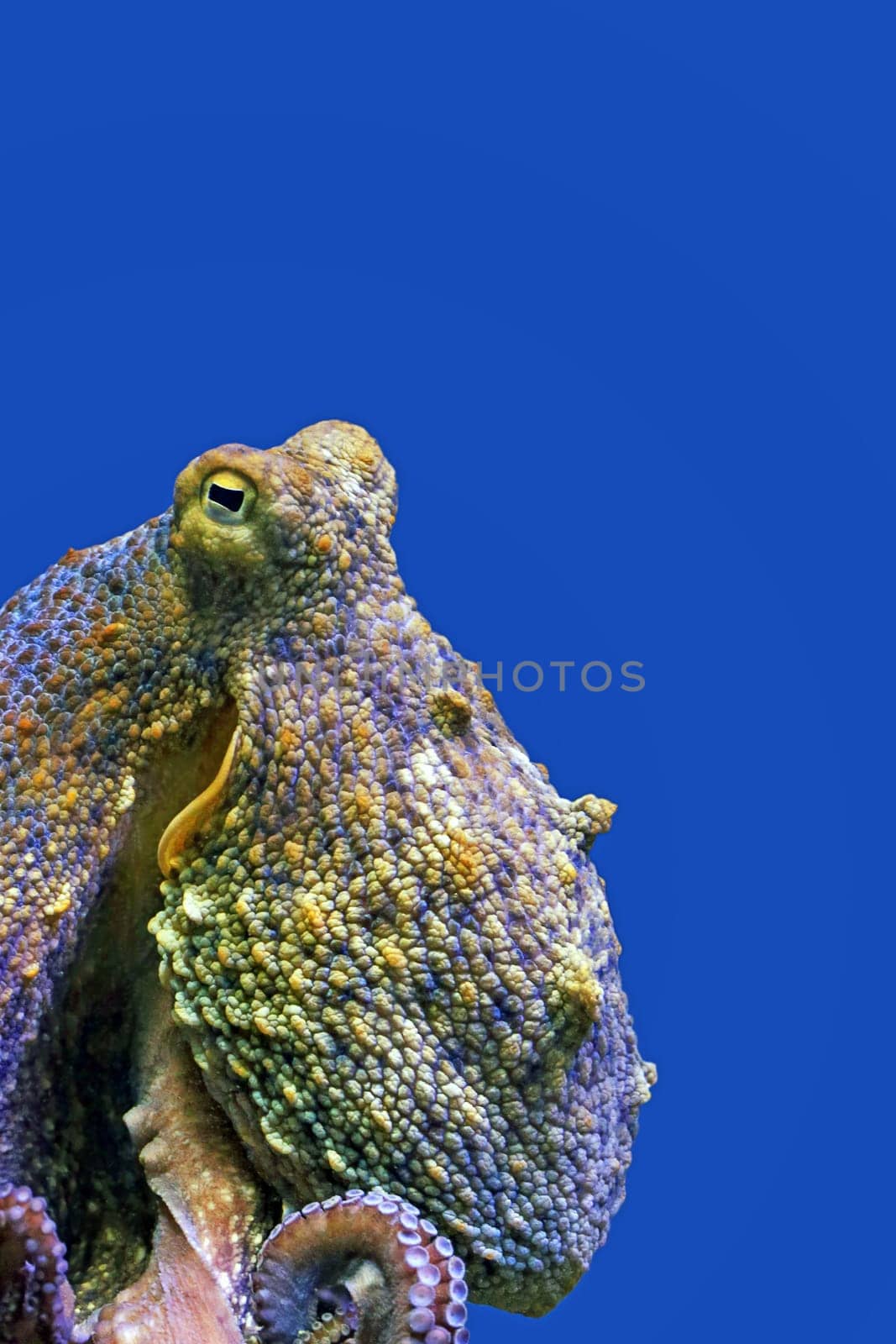 Close-up of an octopus Octopus vulgaris