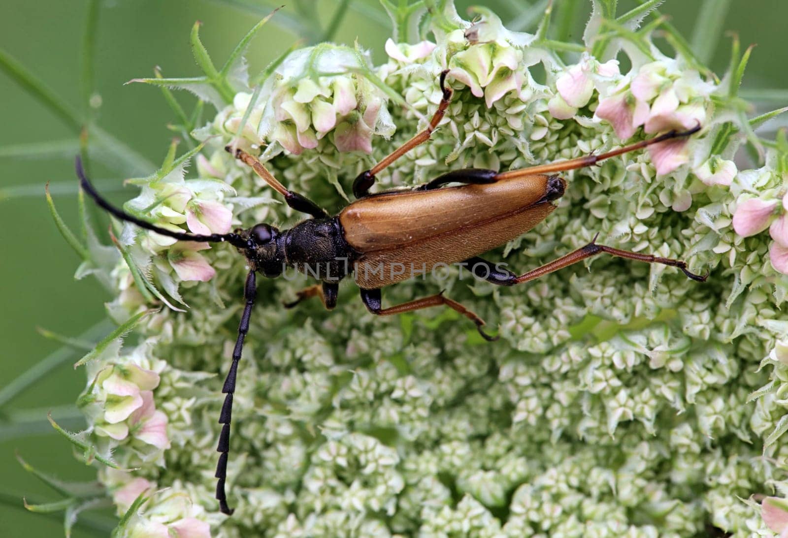 Macro male red-necked buck Stictoleptura rubra