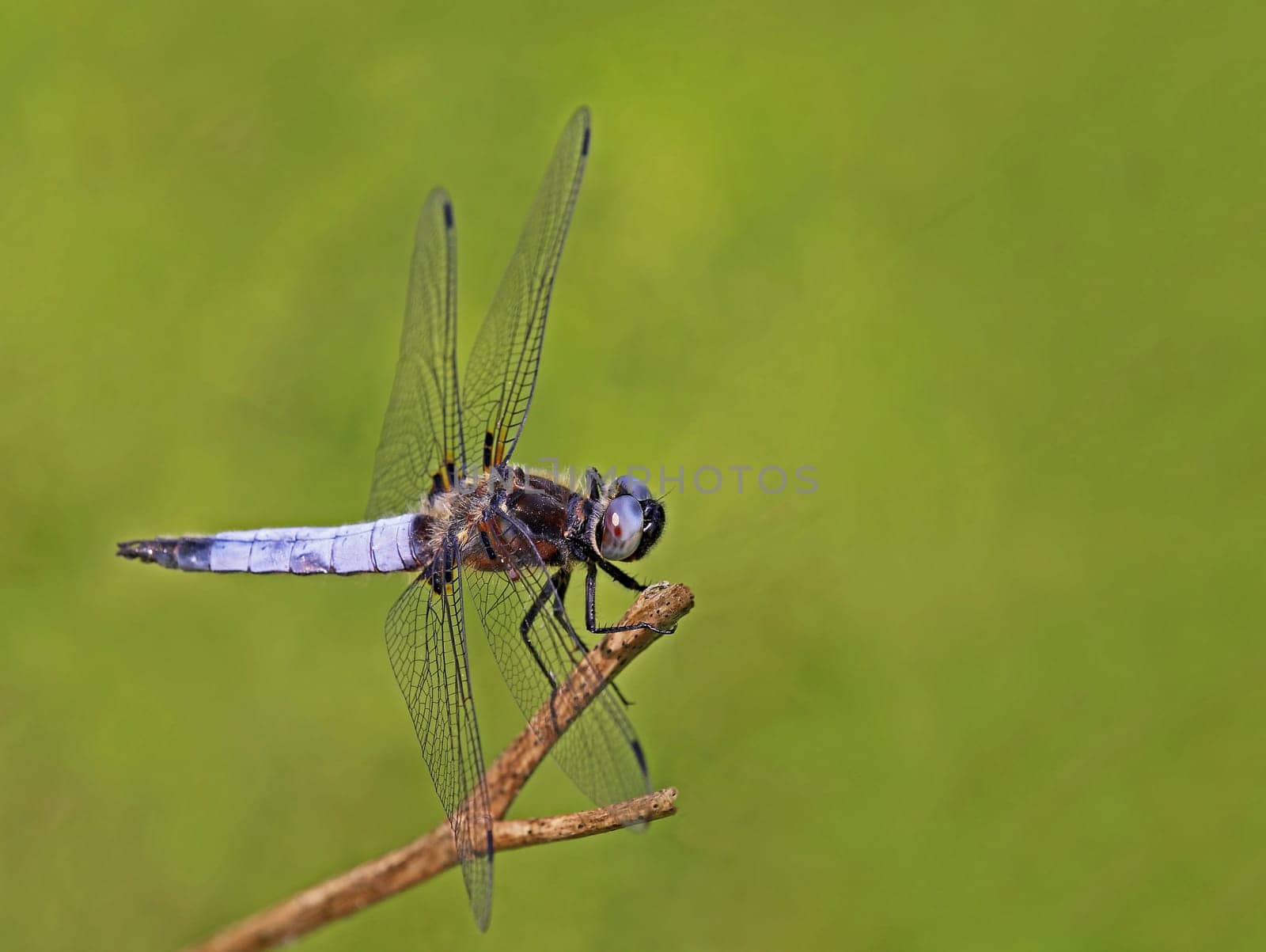 Macro male flat belly Libellula depressa