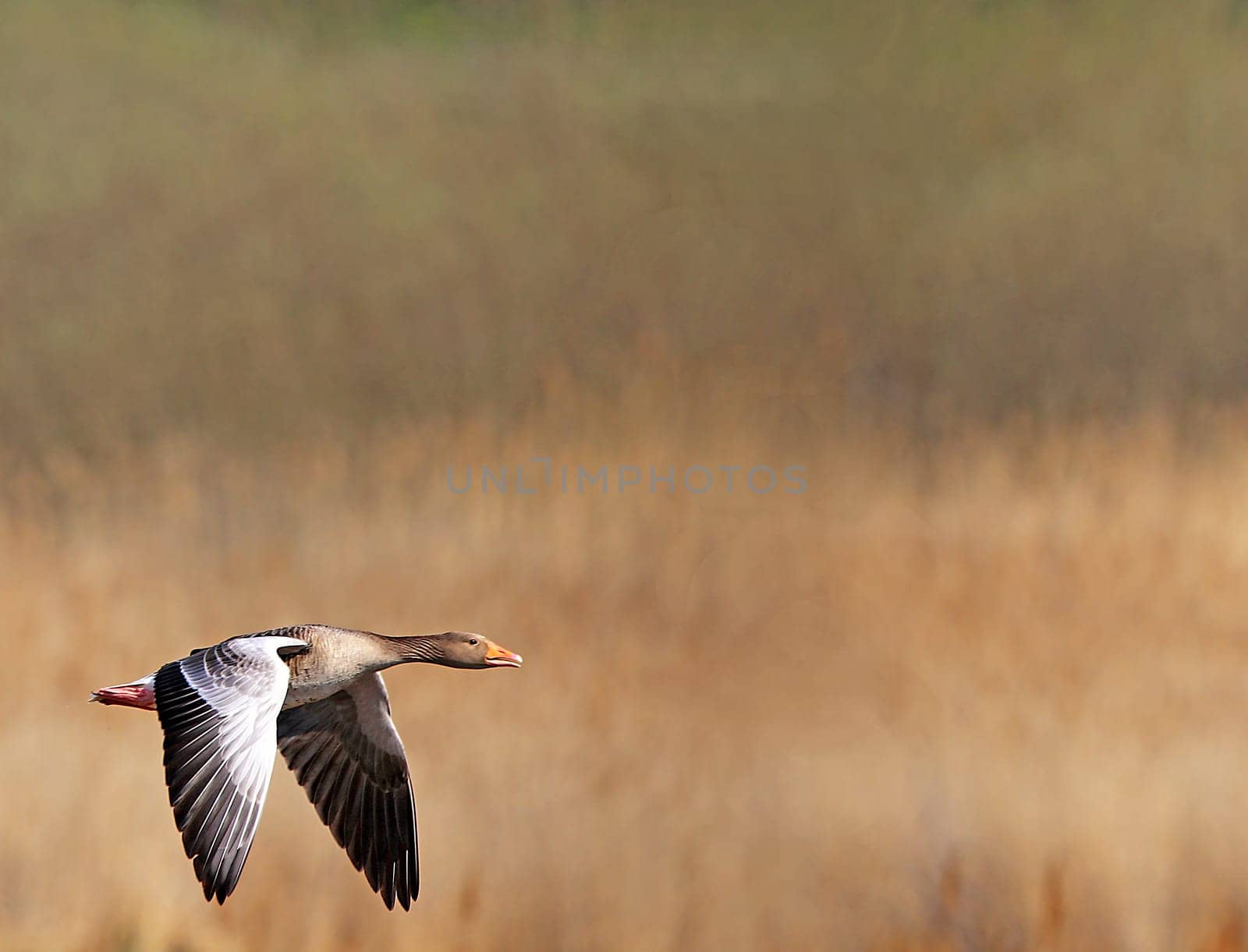 Flying greylag goose Anser anser above the reeds in the nature reserve Wagbachniederung