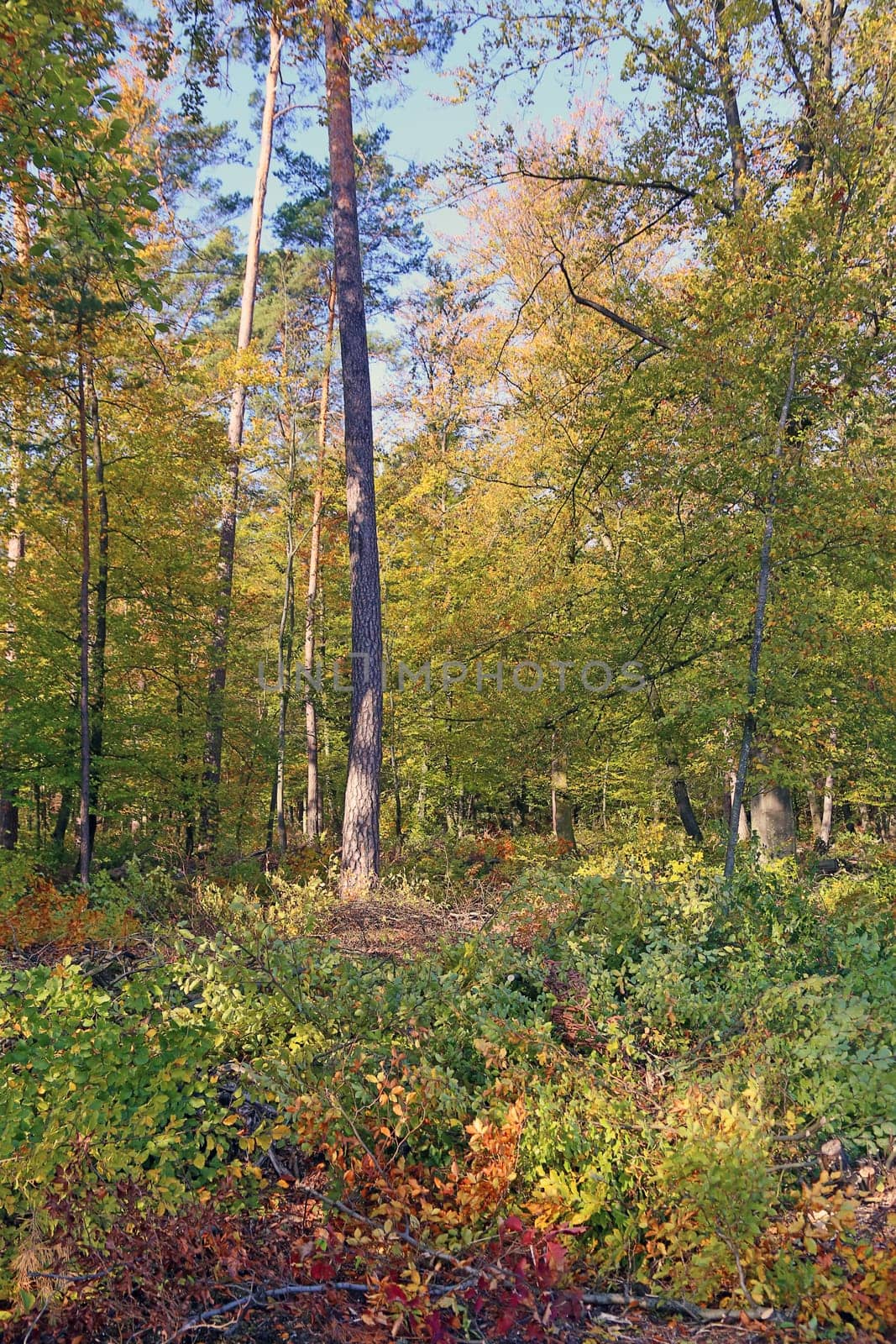 European beech and pine trees in October