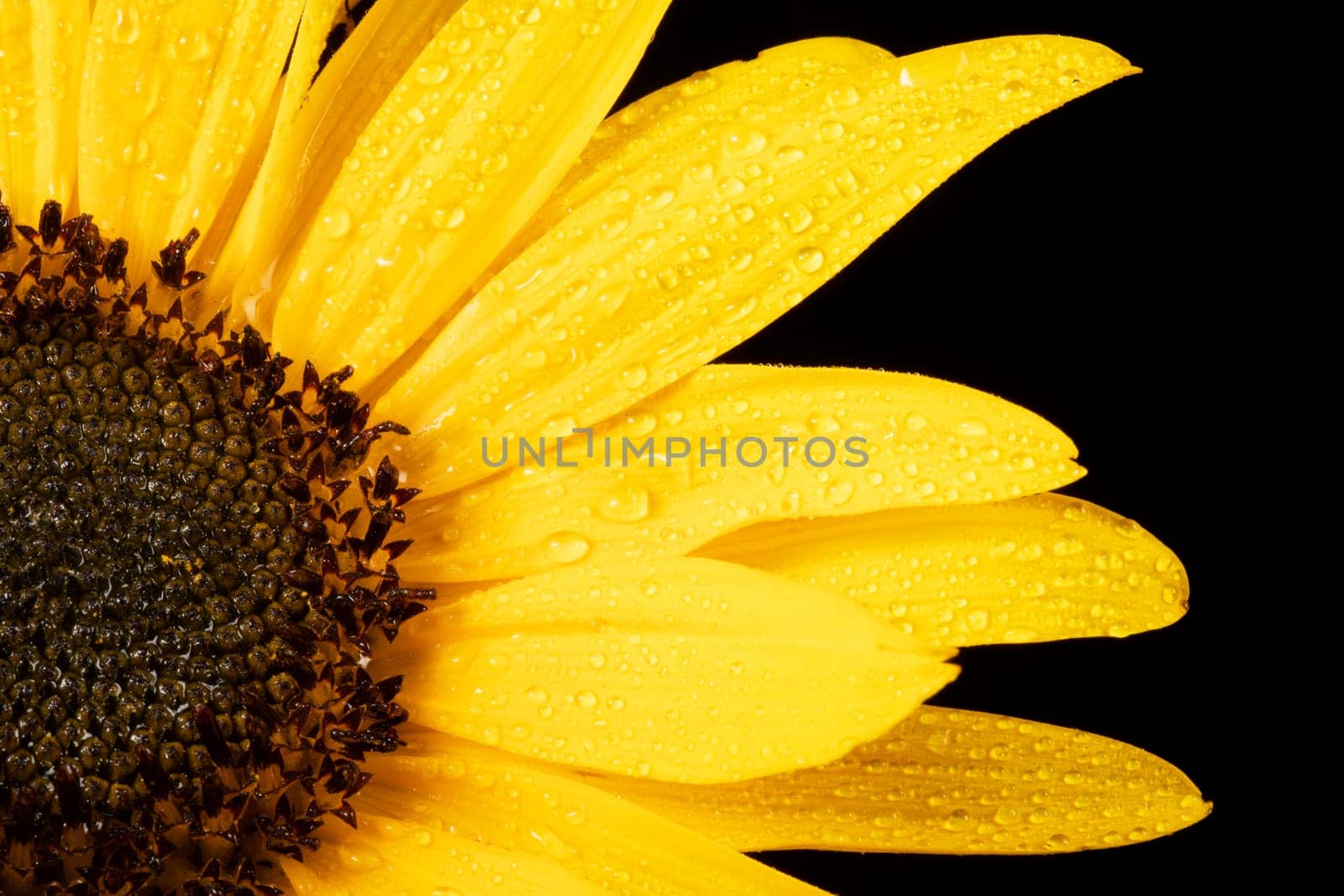 Vlibrant sunflower petals covered in water drops, on  a black background