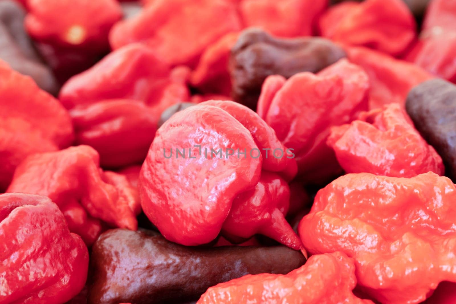 Carolina reaper pepper surrounded by other very hot peppers.