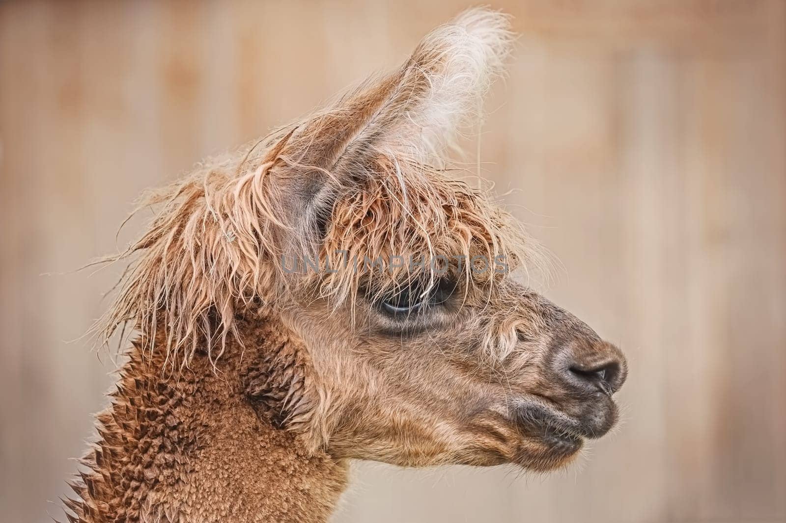 Portrait of Alpaca (Vicugna Pacos) against Green Background
