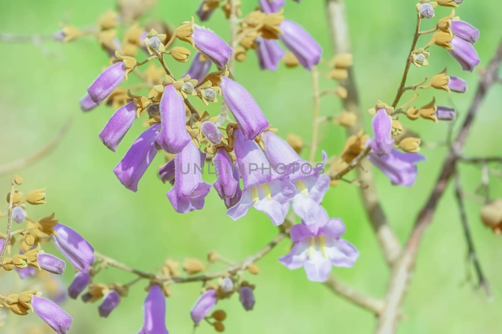 Spring is coming - Paulownia Fortunei in Bloom