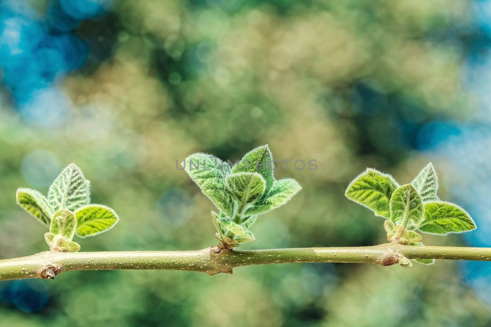 Young leaves on a branch of the tree