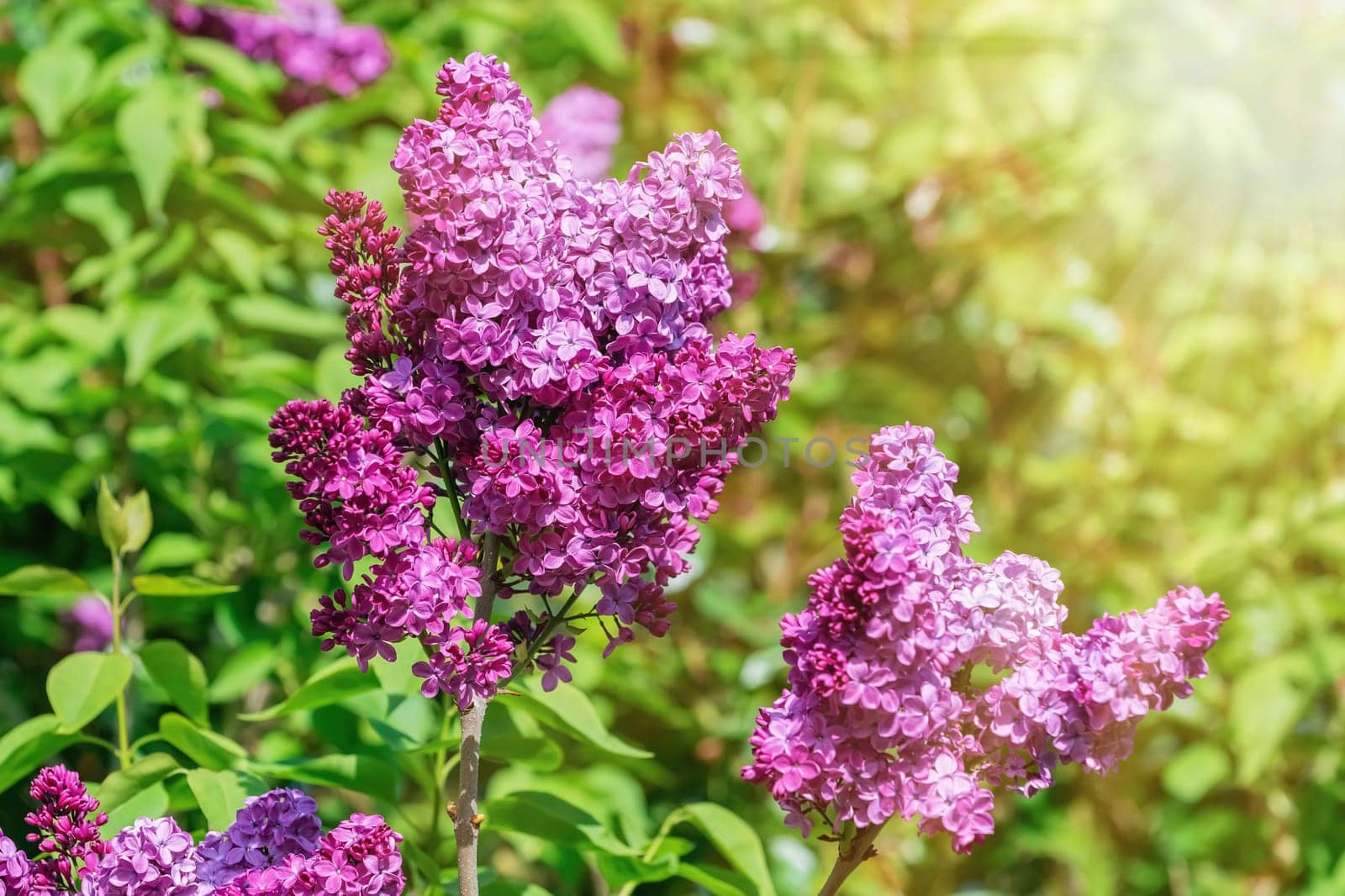 Blossom lilac flowers (Syringa vulgaris) in spring