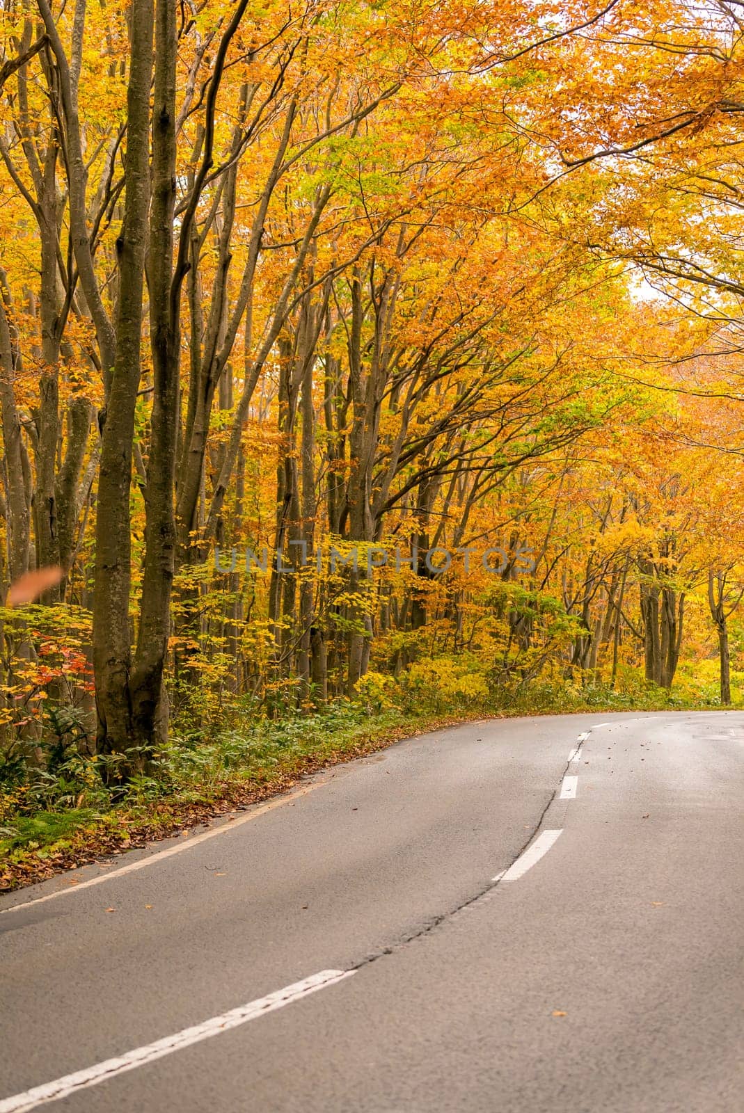 Rural Road through Autumn Fall woodland forest in Aomori Tohoku Japan