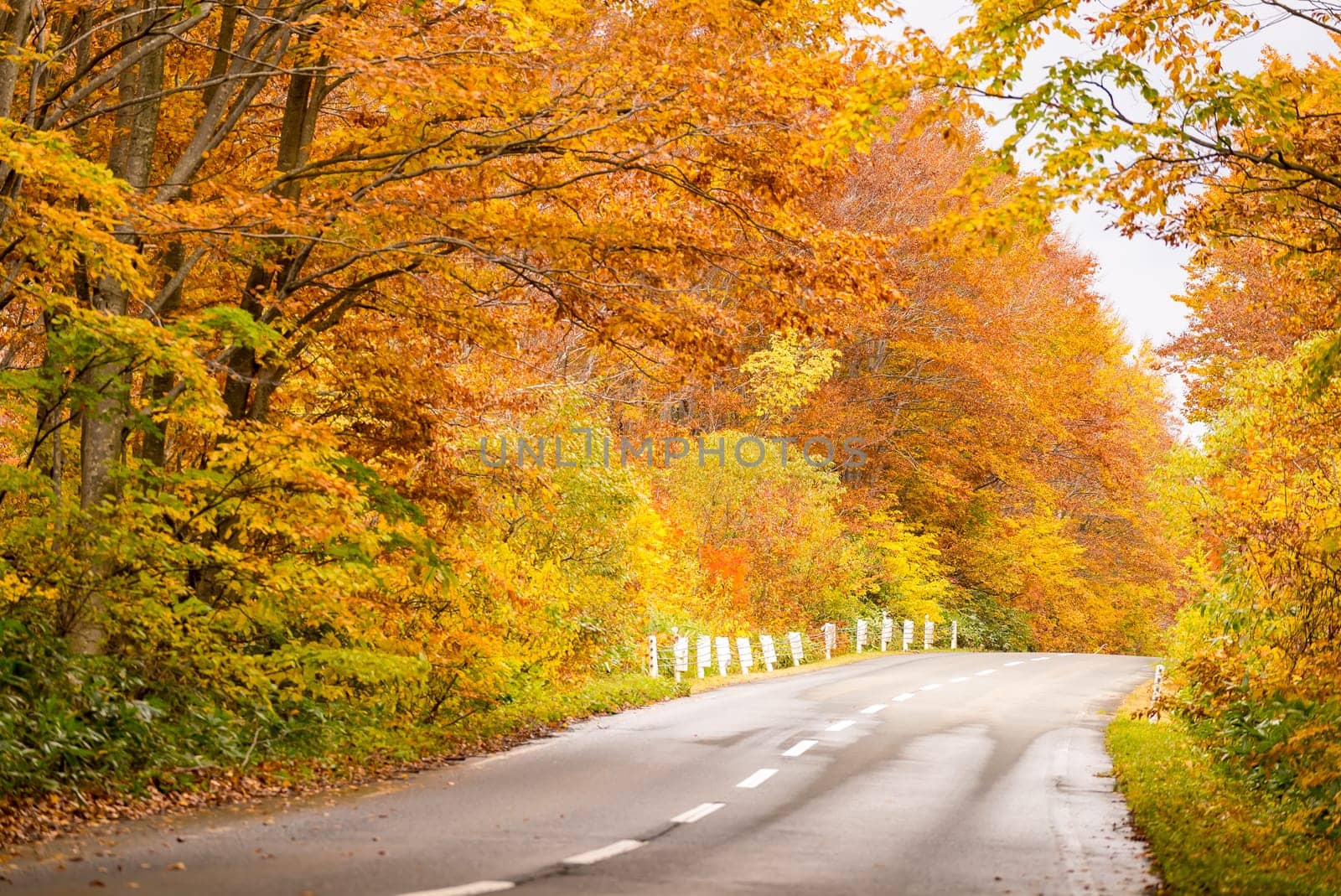 Rural Road through Autumn Fall woodland forest in Aomori Tohoku Japan