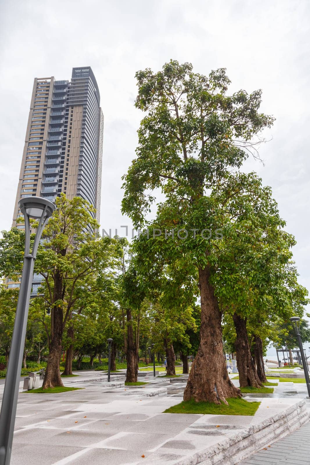 View of an alley with exotic southern trees and a municipal high-rise building in cloudy weather, Shenzhen, China, Asia