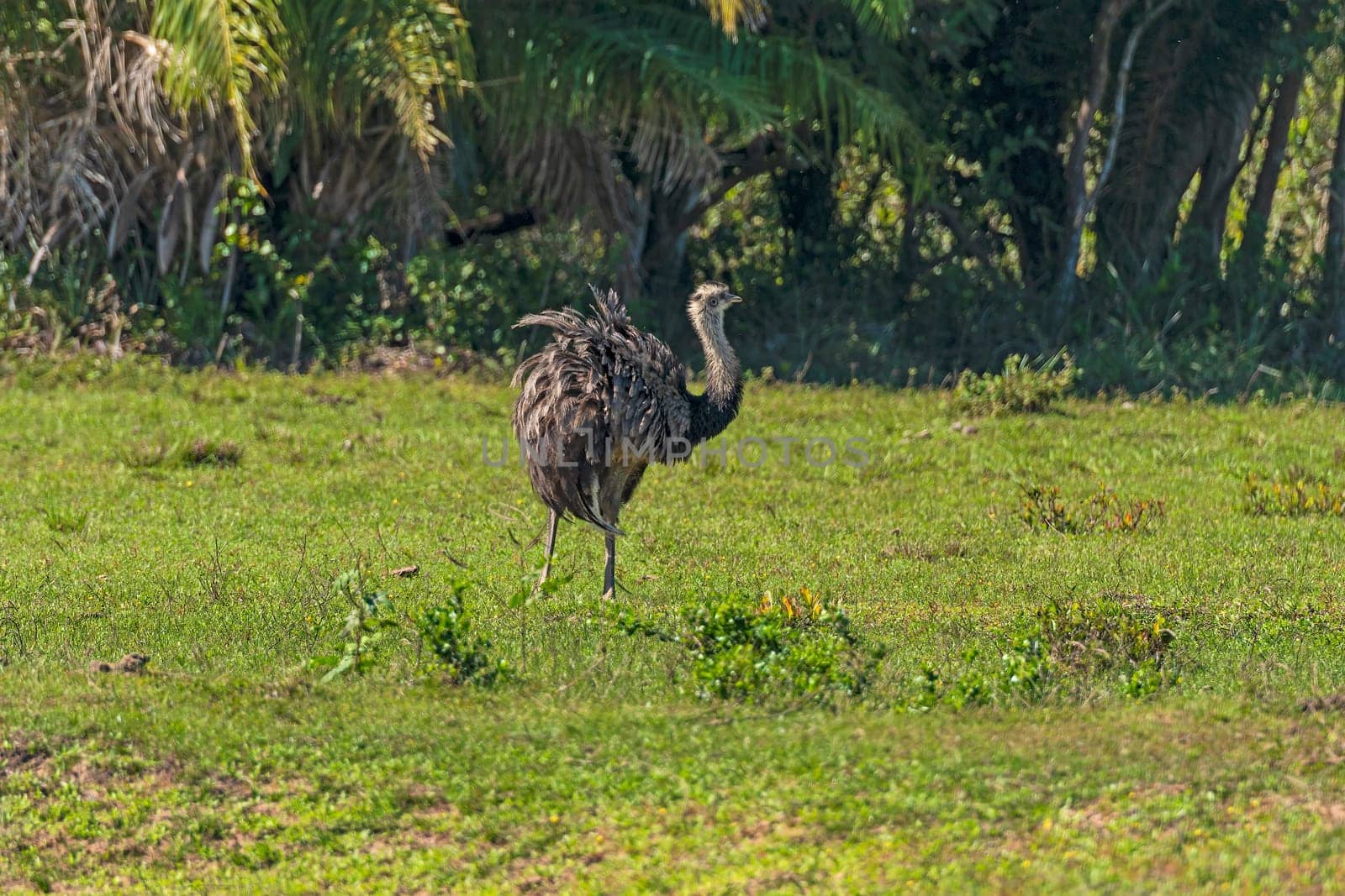 American Rhea in the Grasslands of the Pantanal in Brazil