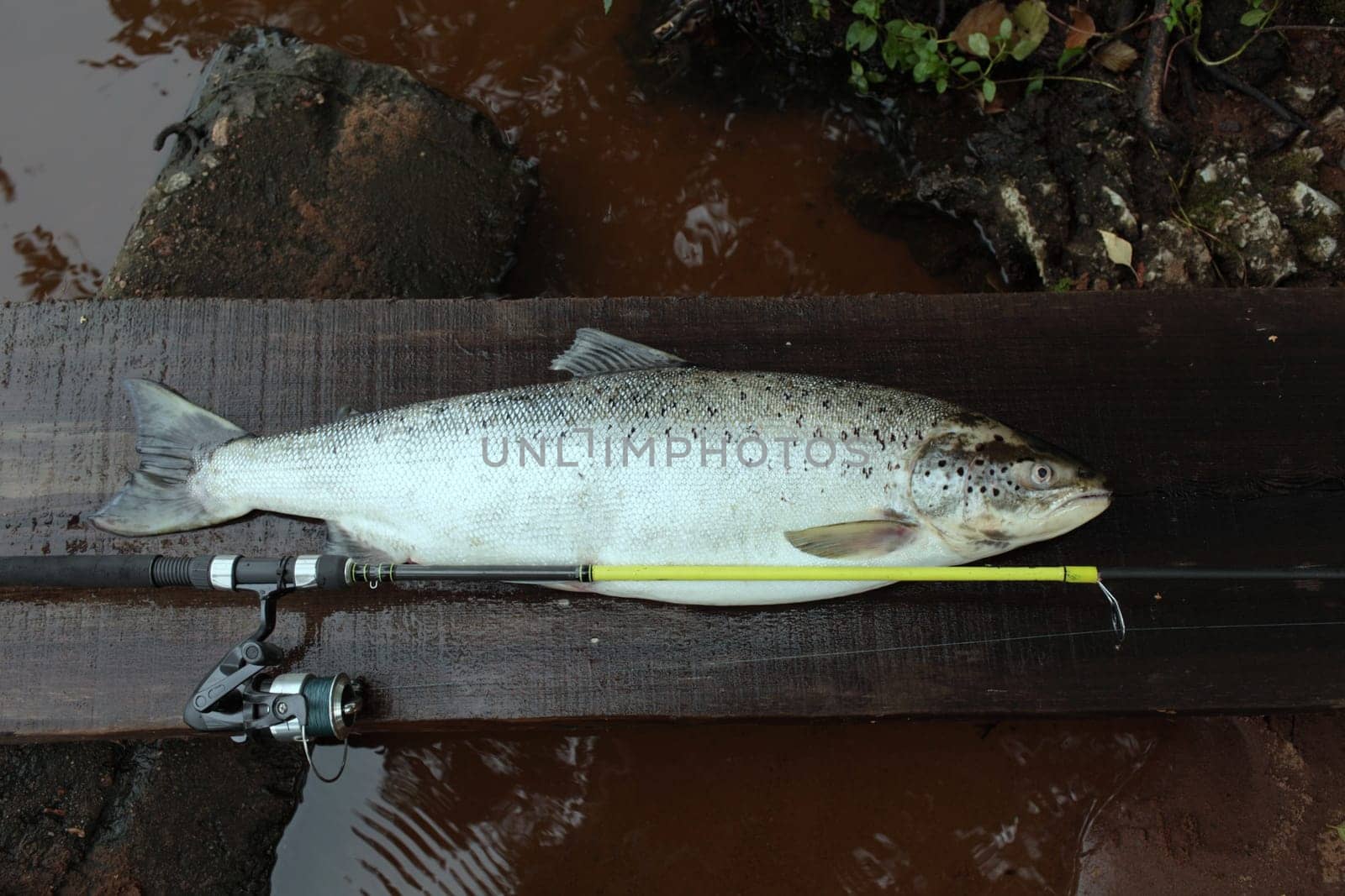trophy catch big salmon fish with fishing rod close to