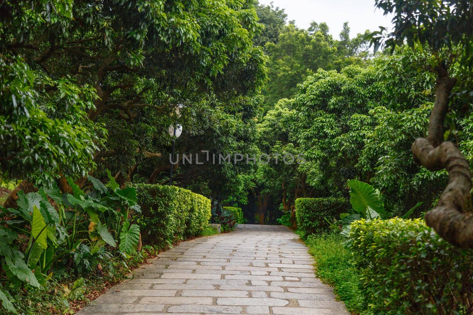 Stone walkway in a city park of tropical trees, Shenzhen, China