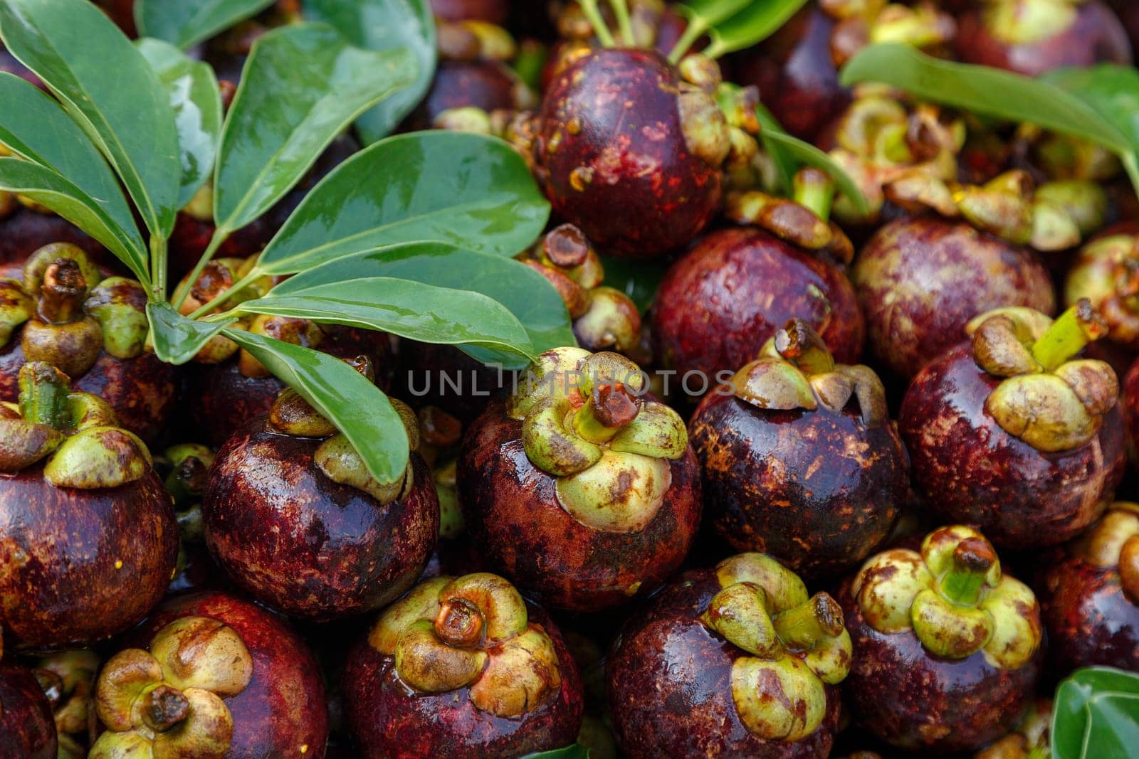 Lots of mangosteen fruit, mangosteen background, mangosteen fruit, Pattern Lots of mangosteen with green leaves