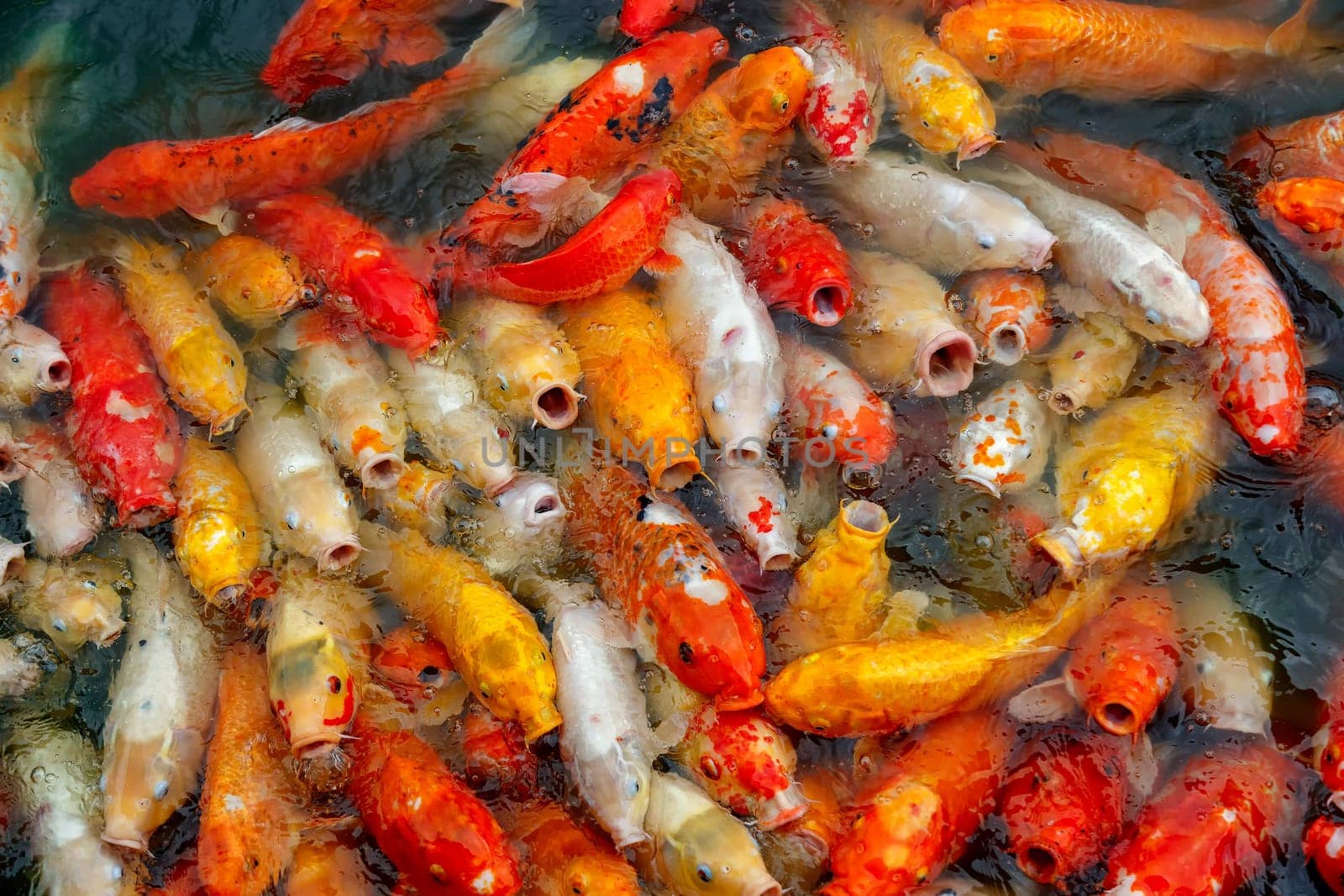 group of multi-colored koi carps fighting for food