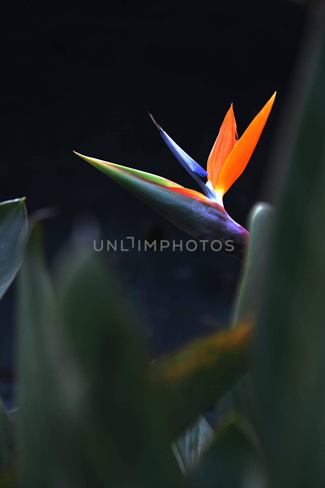 Heliconia {Flame of Forest) flower against dark blurred background