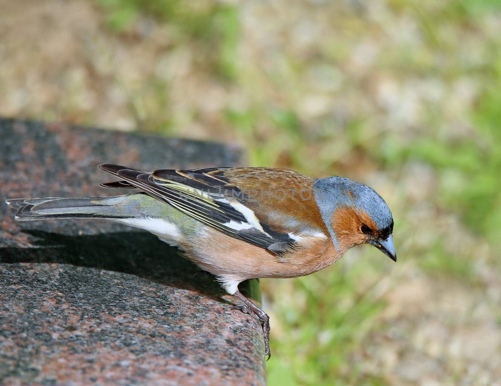 Chaffinch Fringilla coelebs male