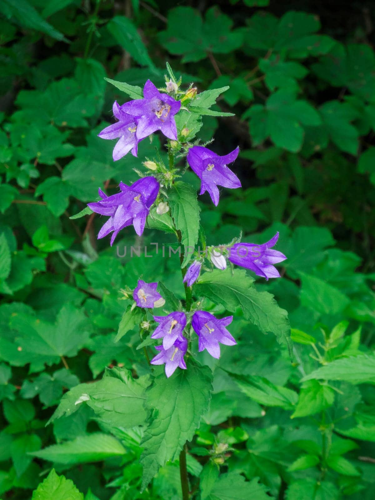 Close-up of a Swallow-wort gentian (lat: Gentiana asclepiadea) among other meadow plants in summery Bavaria.