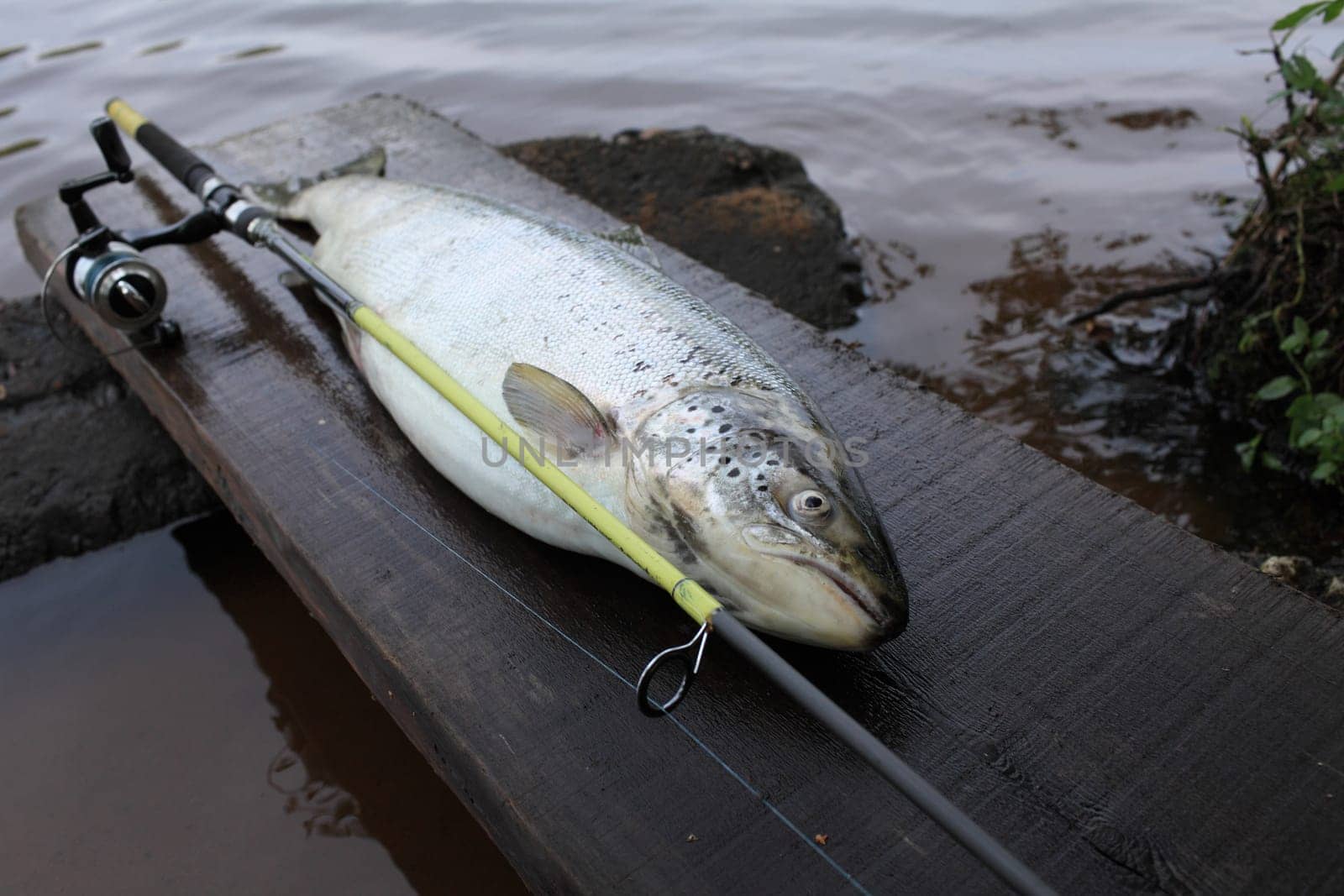 trophy catch big trout fish with fishing rod close to