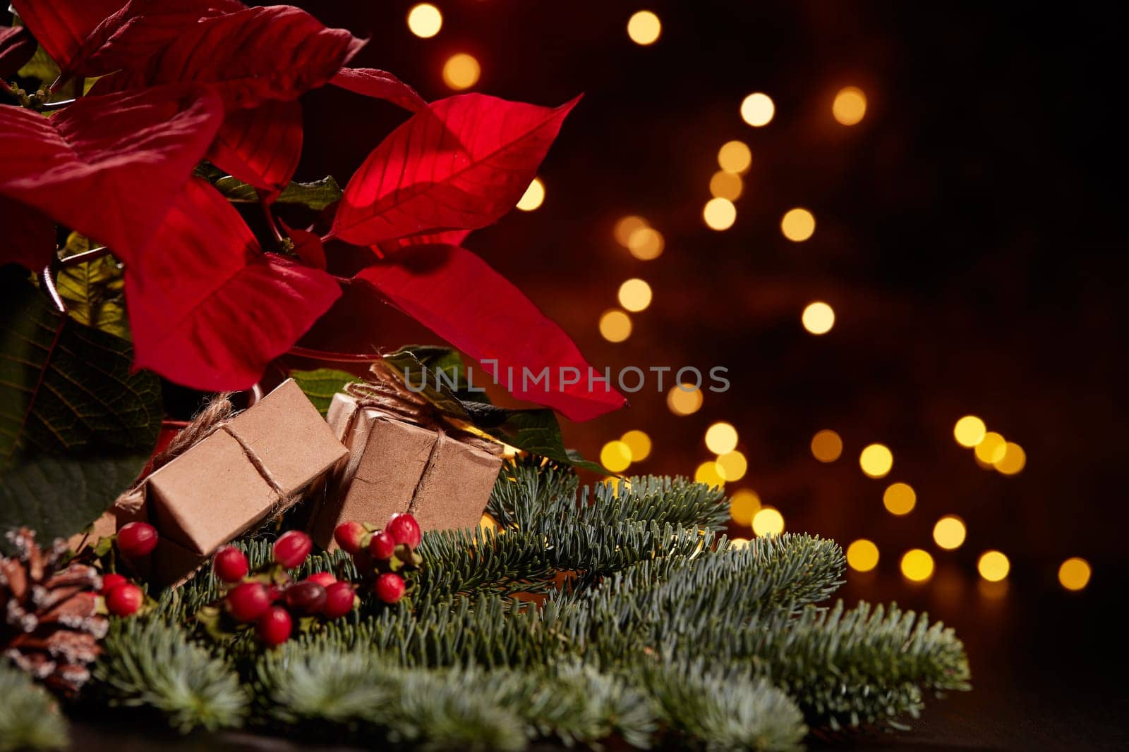 Christmas decoration with Red Poinsettia flowers (Euphorbia Pulcherrima), fir branch on a dark background with LED lights garland. New year and Christmas background with copy space. Greeting card.