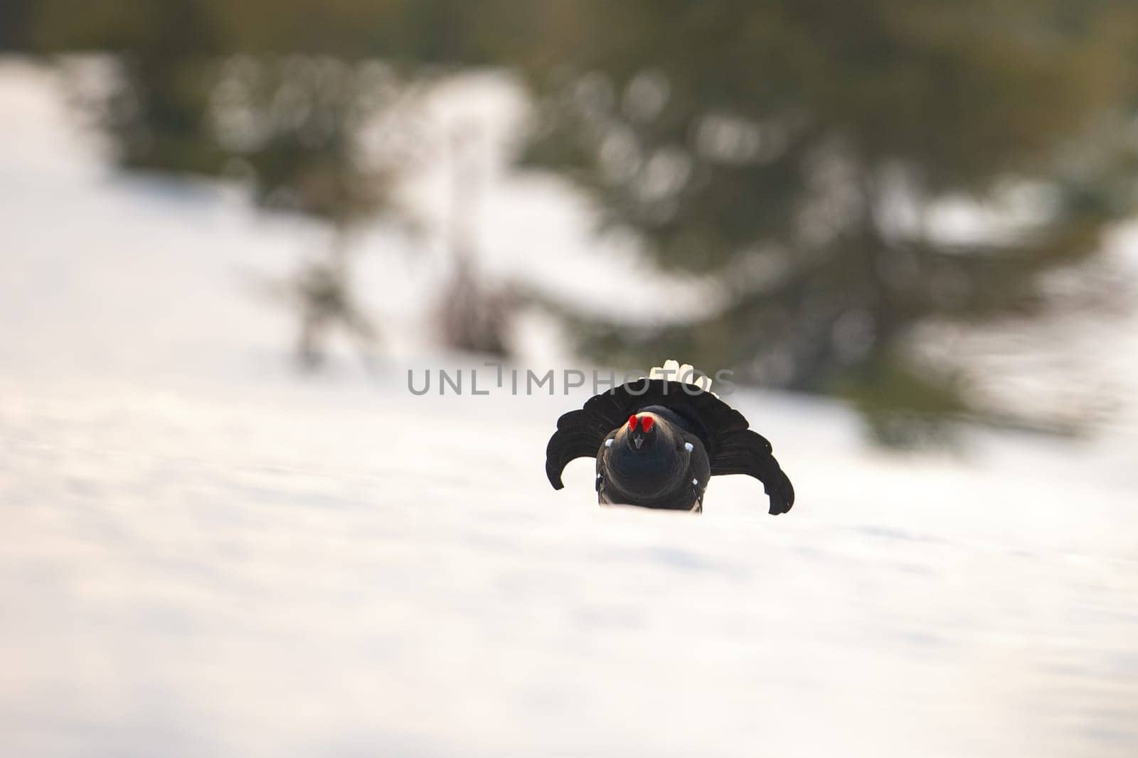 Game bird, black grouse, displaying as a part of mating ritual in wilderness with copy space. Male blackgame, tetrao tetrix, lekking on snow in springtime. Cold weather in mountains.