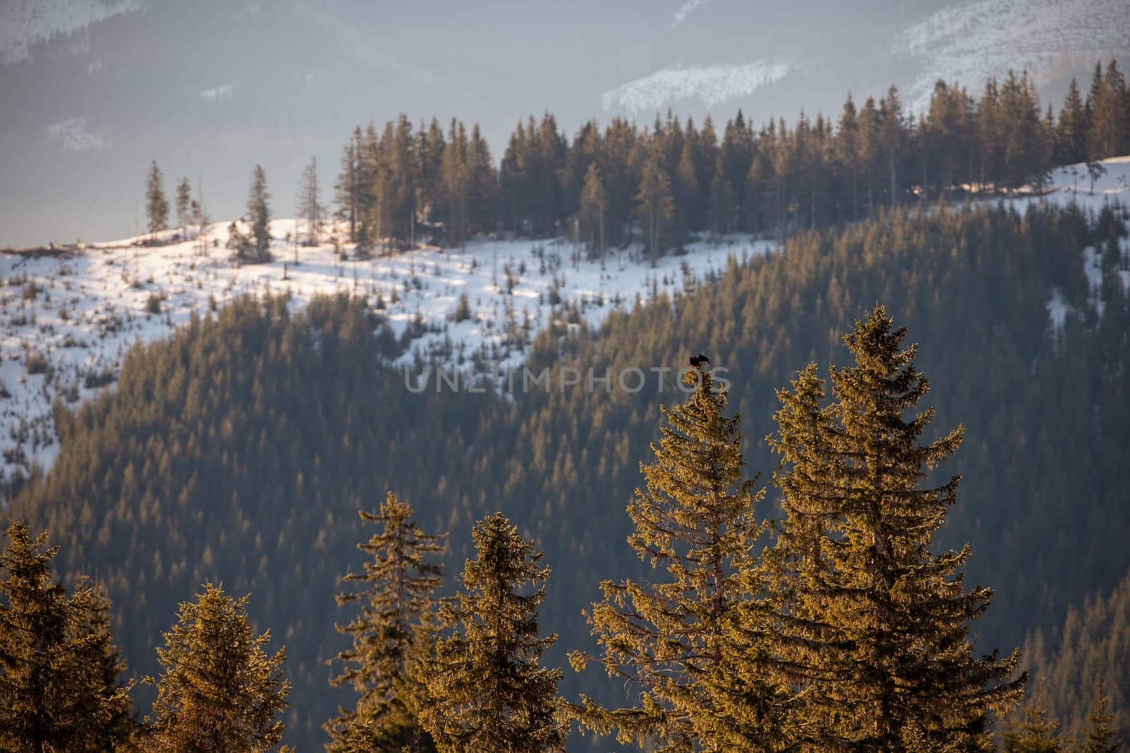 Male black grouse, tetrao tetrix, sitting on top of a spruce making mating call. Minimalist composition of endangered wild bird in natural environment with copy space.