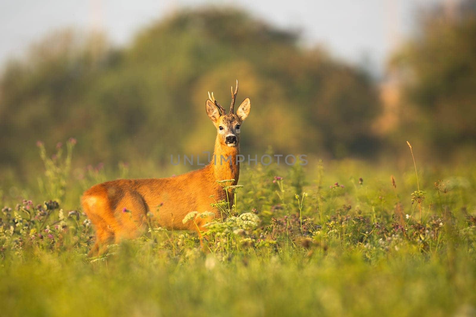Roe deer, capreolus capreolus, buck with asymmetrical antlers watching alerted at sunrise in summer. Wild mammal wet from moisture in nature.