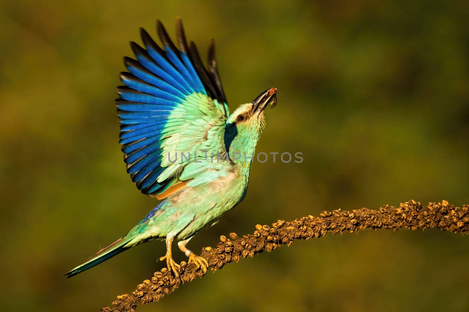 European roller, Coracias garrulus, taking off from dry plant looking upwards in summer. Wild bird in nature with green blurred background.