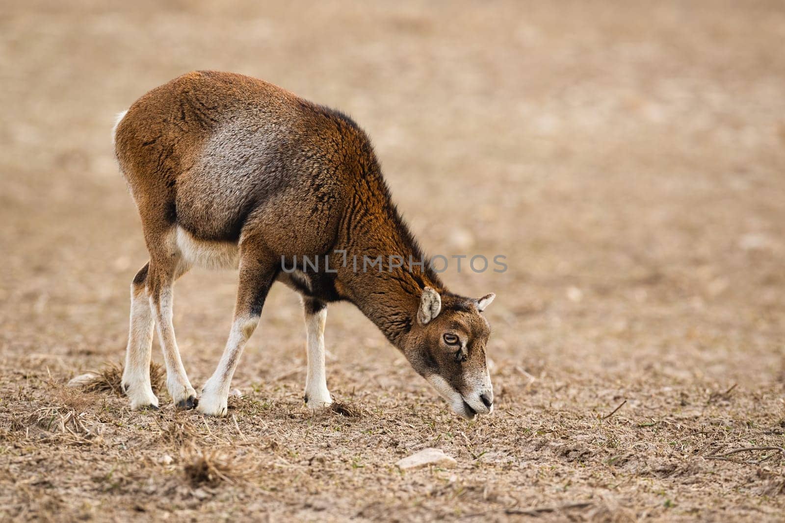 Wild mouflon, ovis musimon, adult female sheep feeding on a meadow in winter season with copy space. Wildlife scenery from nature.