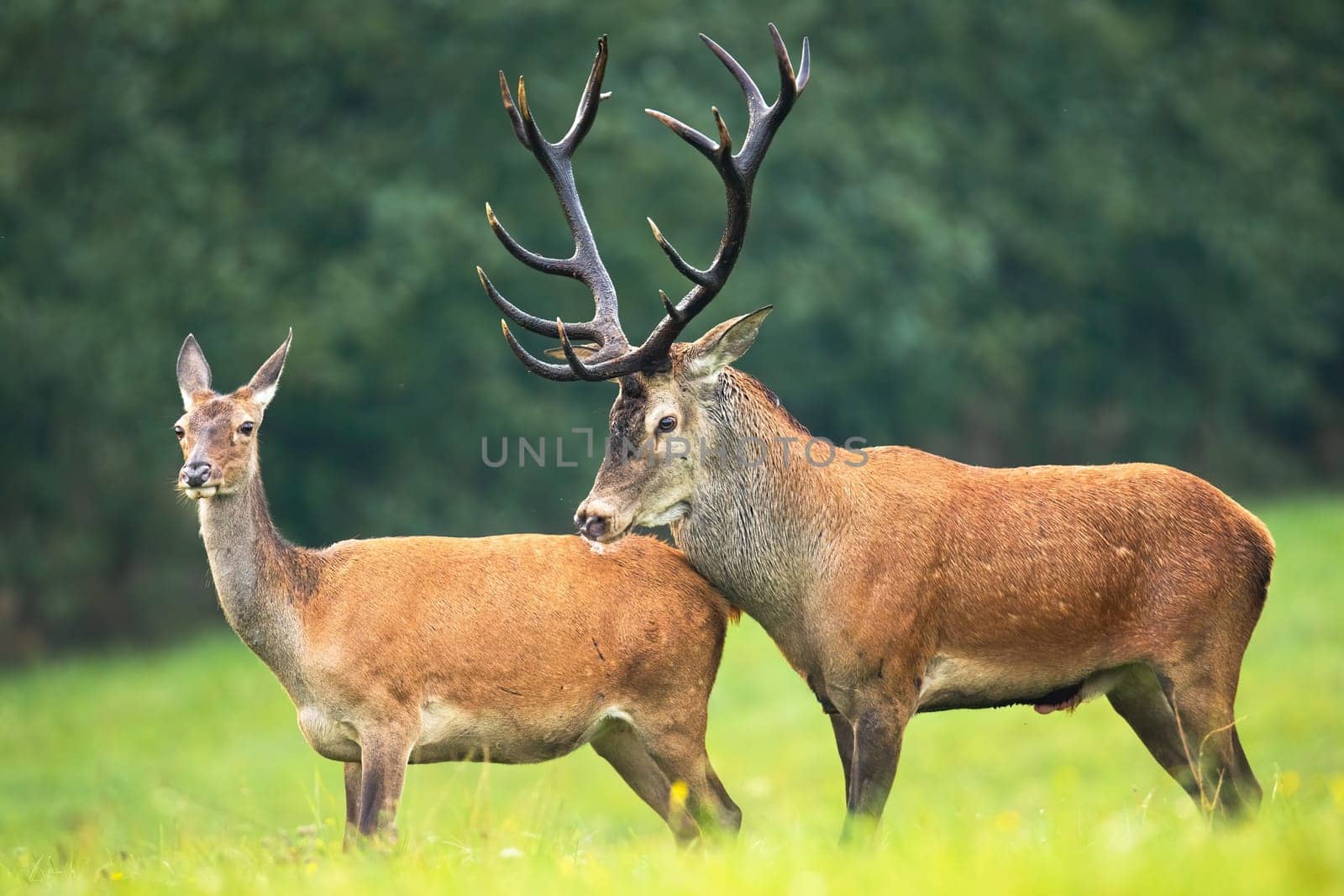 Red deer, cervus elaphus, stag and hind standing close together on a meadow with green grass in rutting season. Sexual behavior of male and female animal in nature.