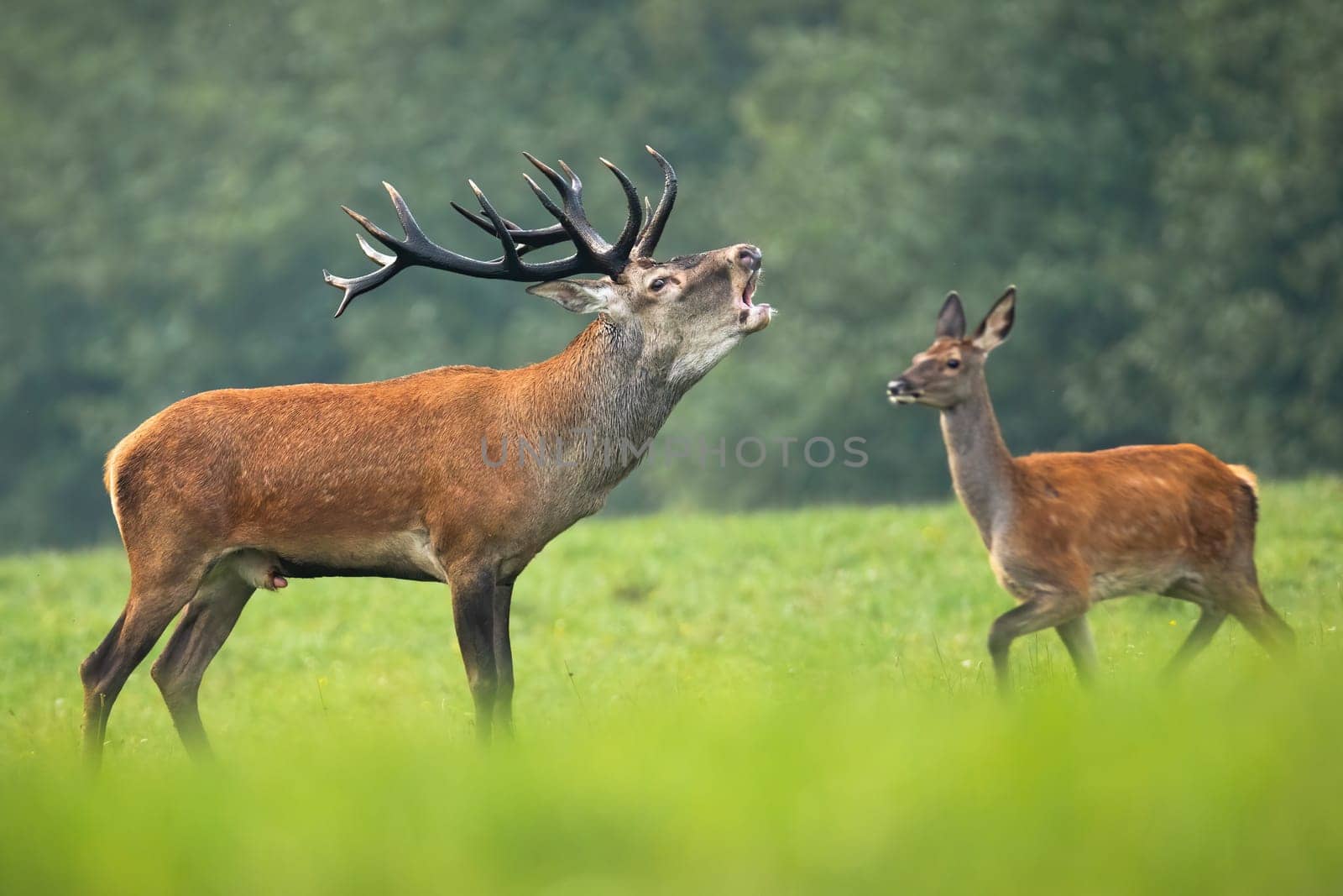 Red deer, cervus elaphus, stag with antlers roaring on a meadow with green grass in rutting season and hind walking behind. Wild male animal marking territory by loud sound.