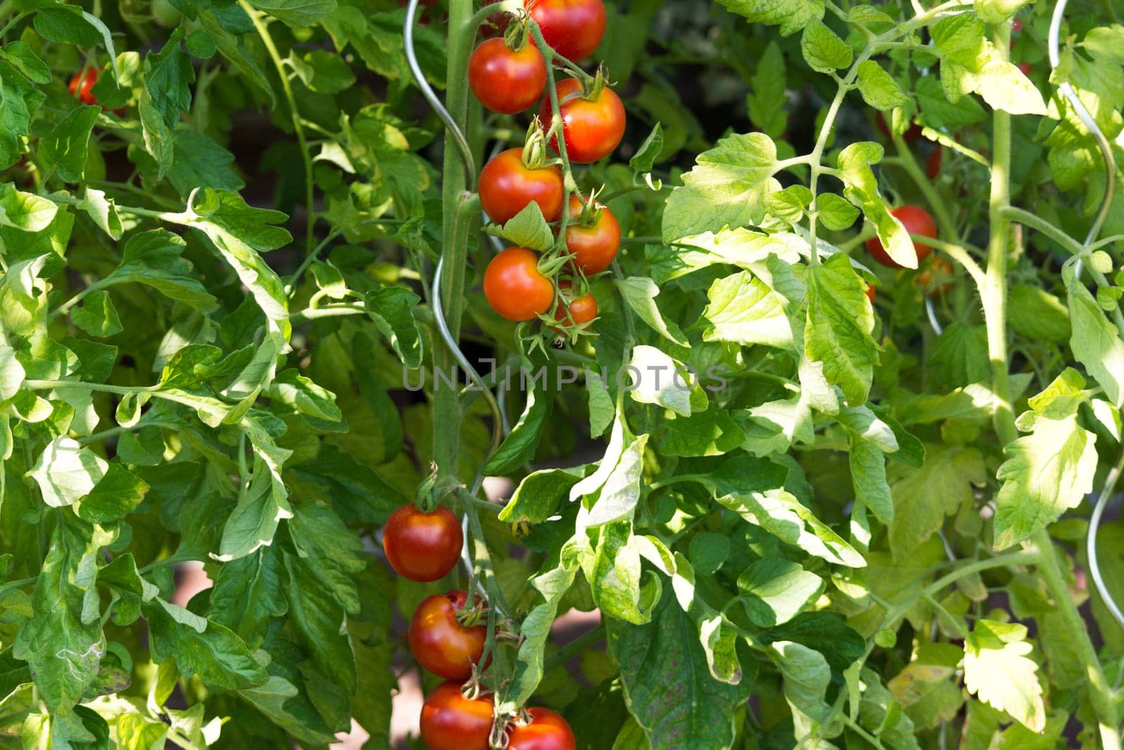 Fresh Tomatoes plant growing in a greenhouse
