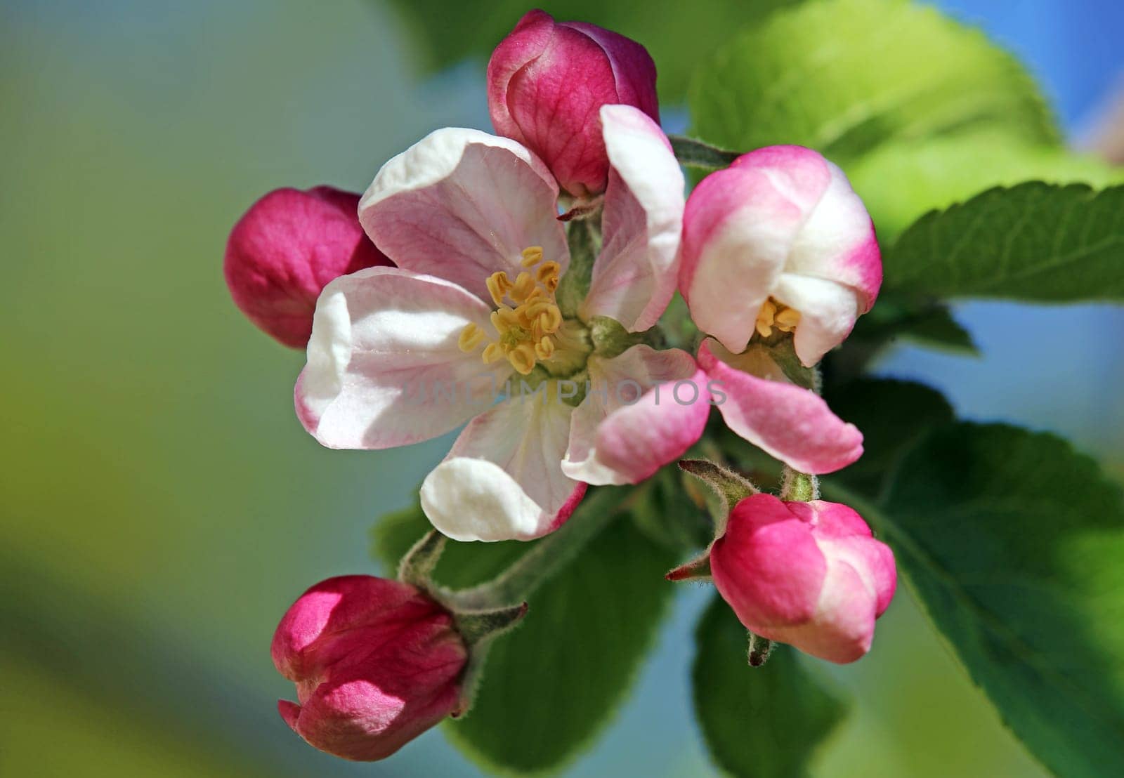Macro of an apple blossom
