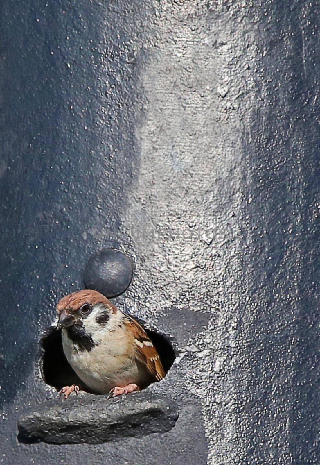 Field sparrow Passer montanus in its nesting cavity