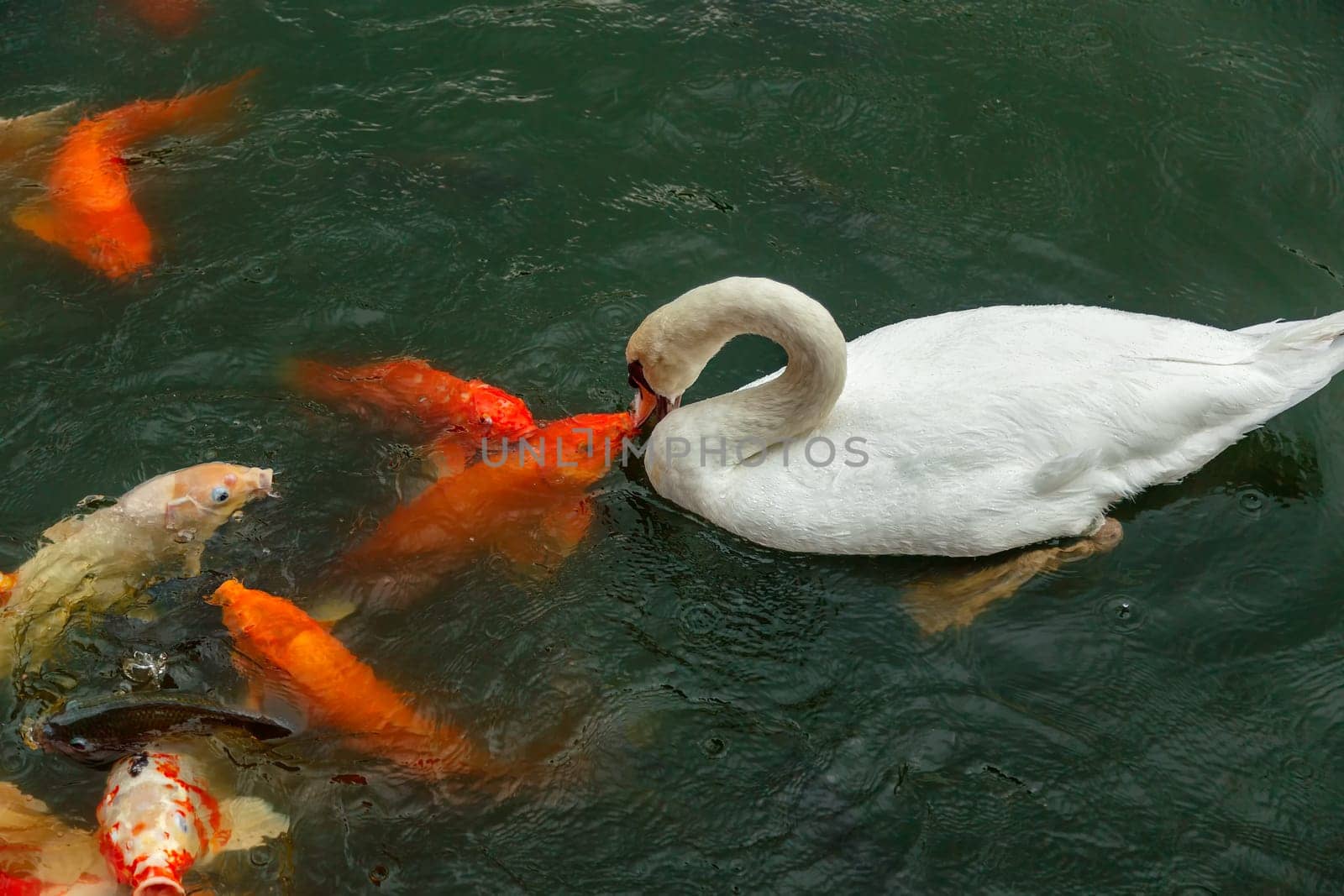 White swan and koi carps on the lake catching food