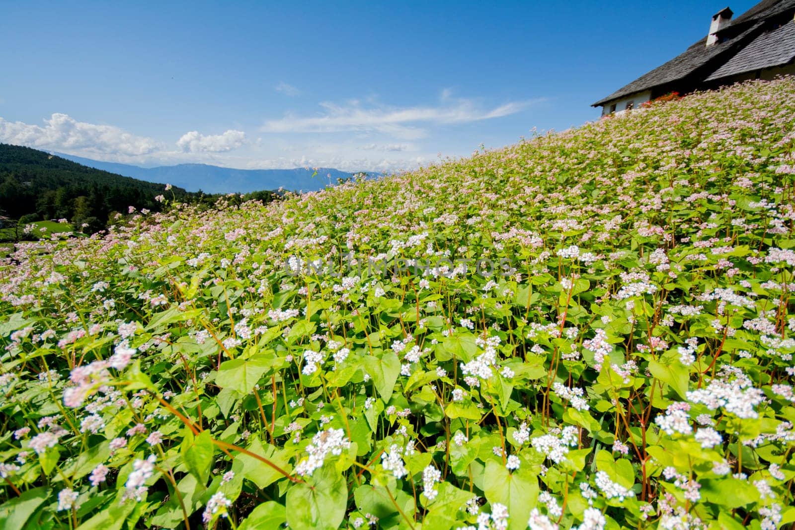 buckwheat field - Landscape in Oberbozen - South tyrol