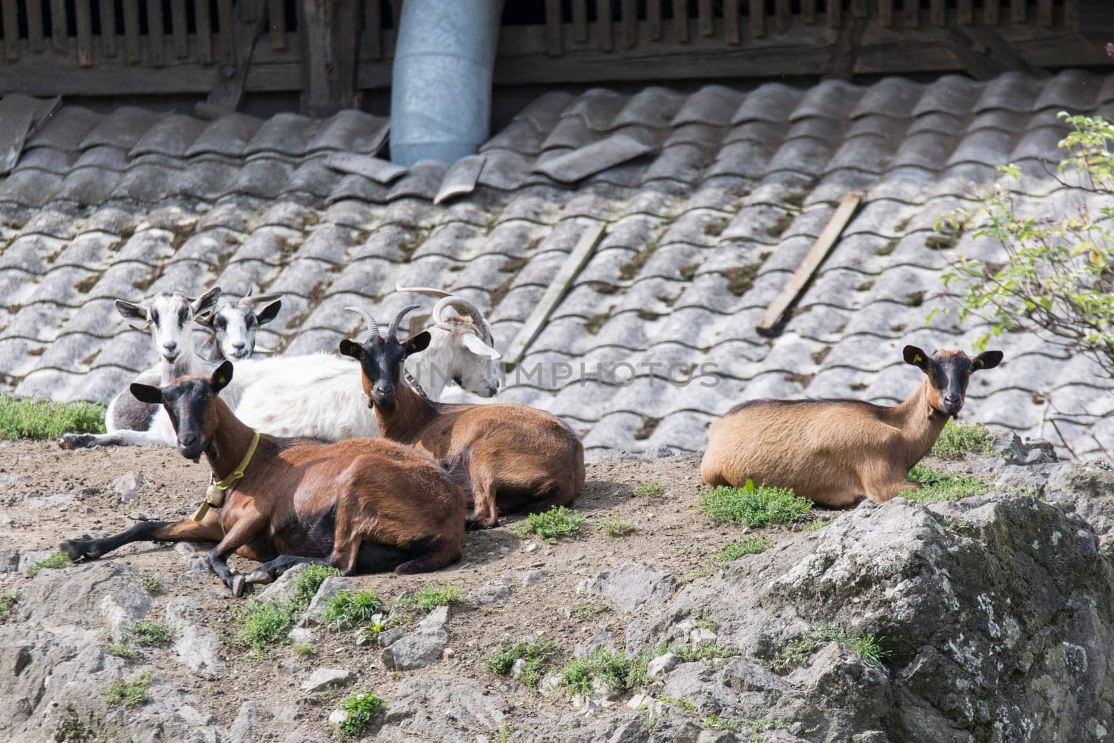 goats