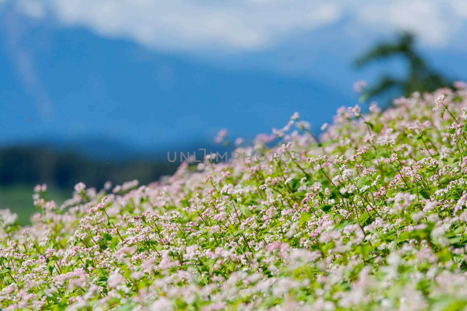 buckwheat field - Landscape in Oberbozen - South tyrol