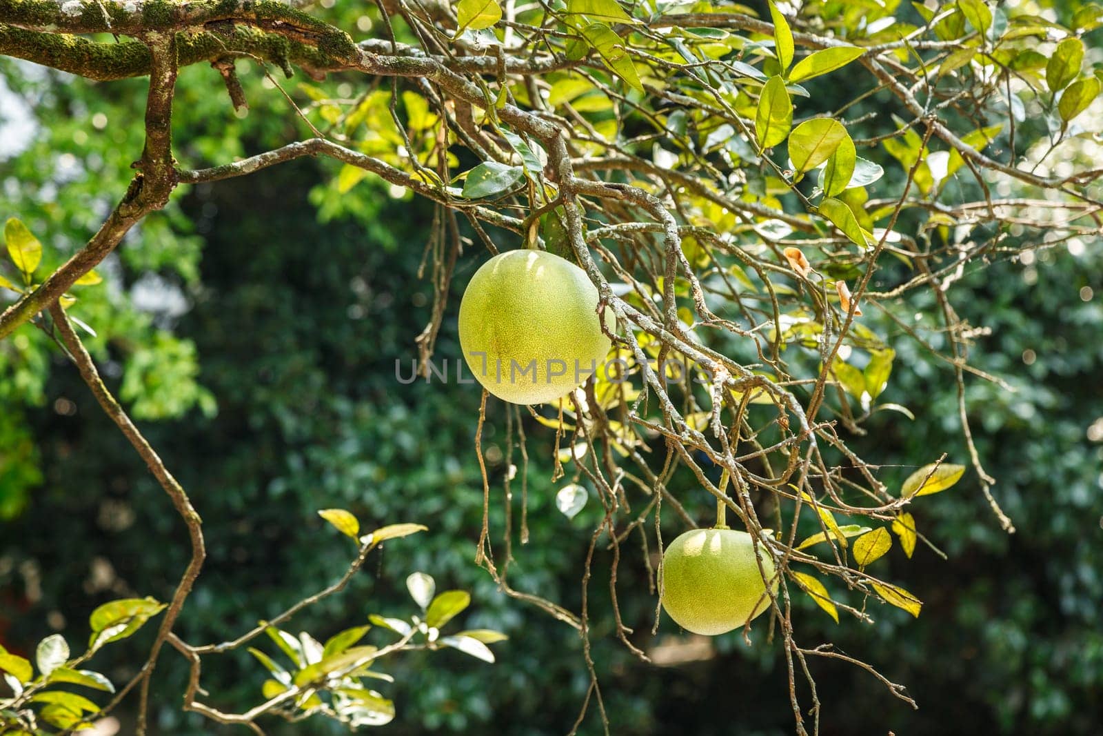 Green grapefruit on a tree branch,China, Yangshuo