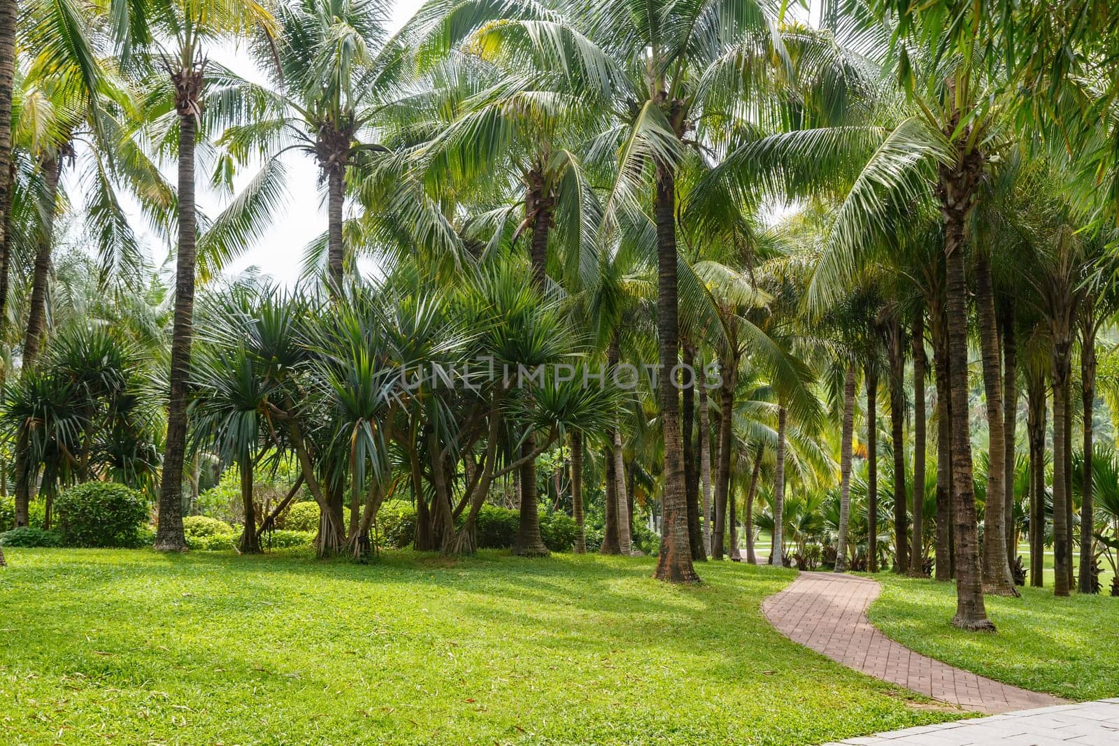 Scenic corner of the park in the center of the metropolis, Shenzhen, China, Asia