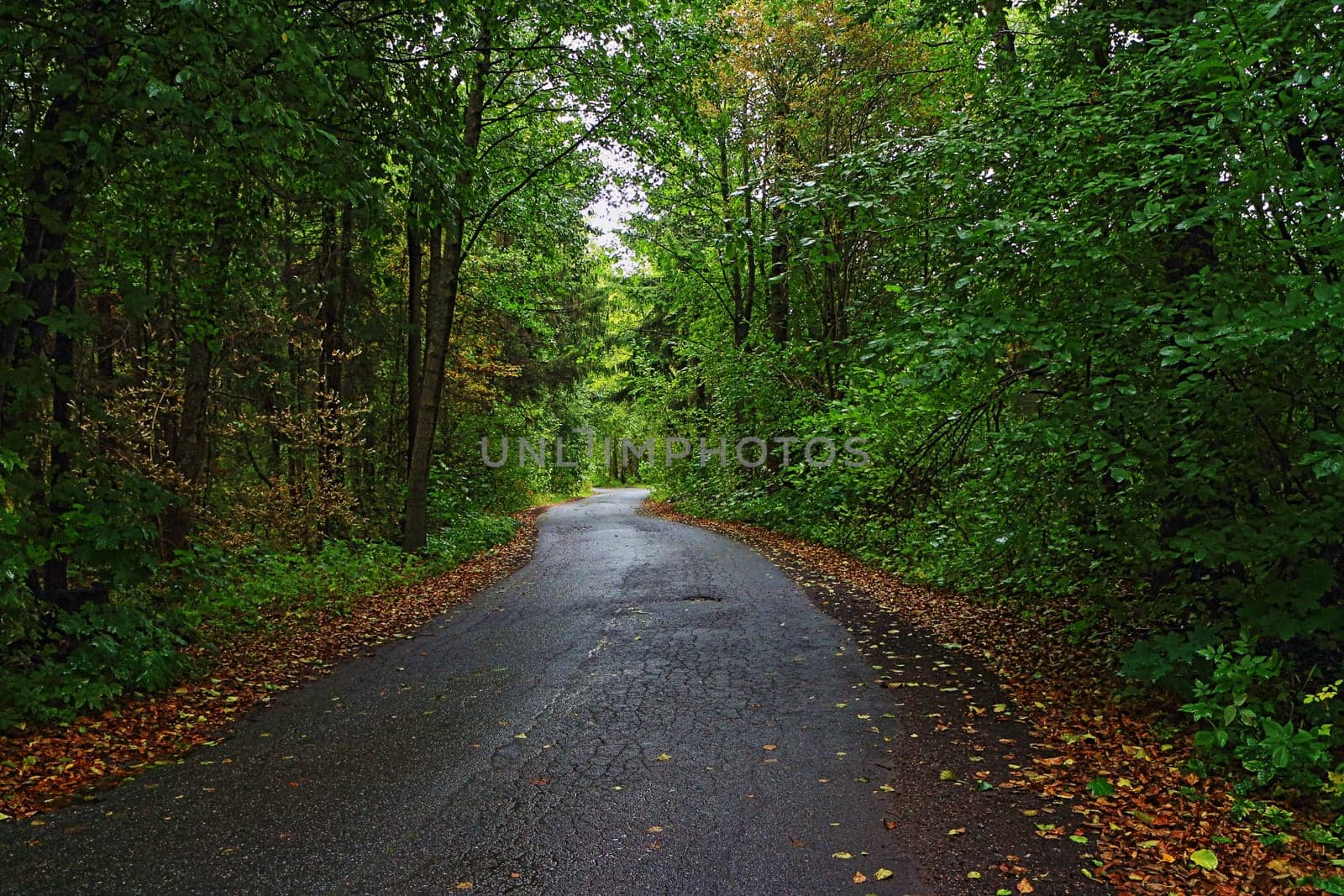 rainy autumn road through the forest goes into the distance